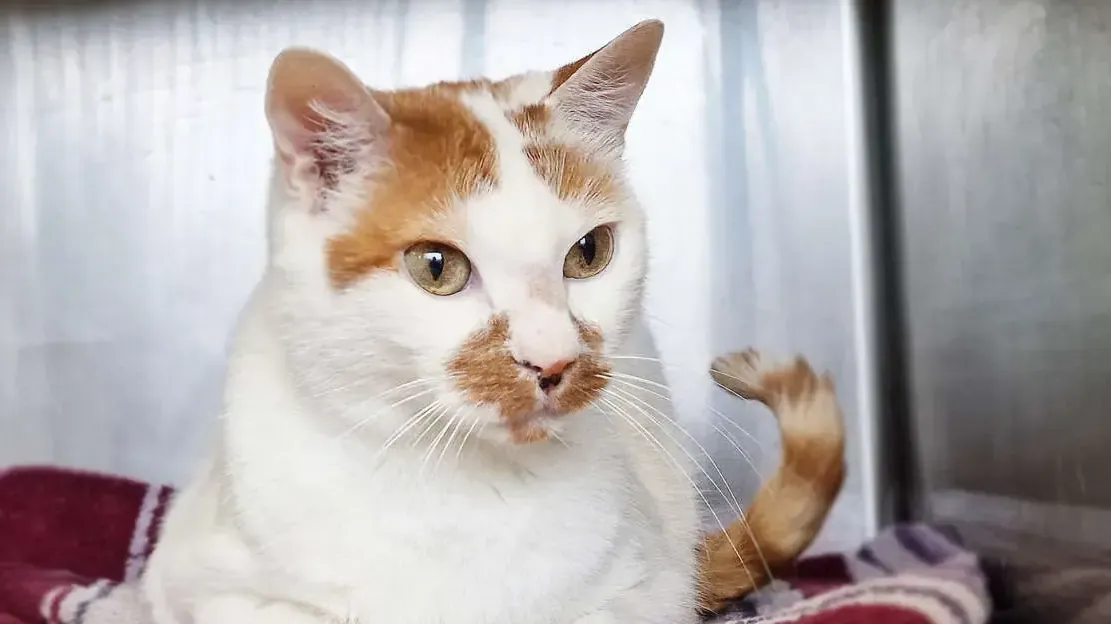 Millie im Berliner Tierheim: Die zehn Jahre alte Katze sucht ein neues Zuhause. Millie im Berliner Tierheim: Die zehn Jahre alte Katze sucht ein neues Zuhause.