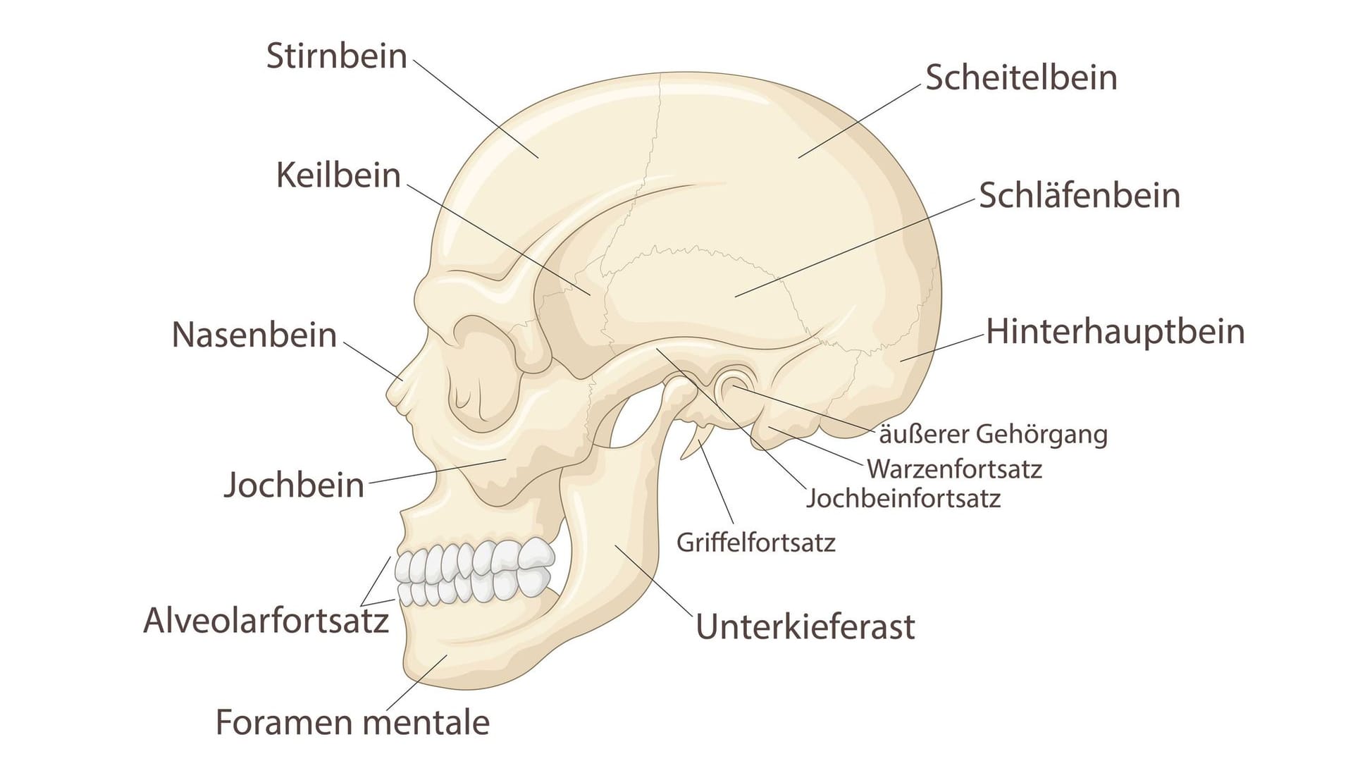 Anatomie Schädel: Ist der Griffelfortsatz überlang, kann er Schmerzen bereiten.