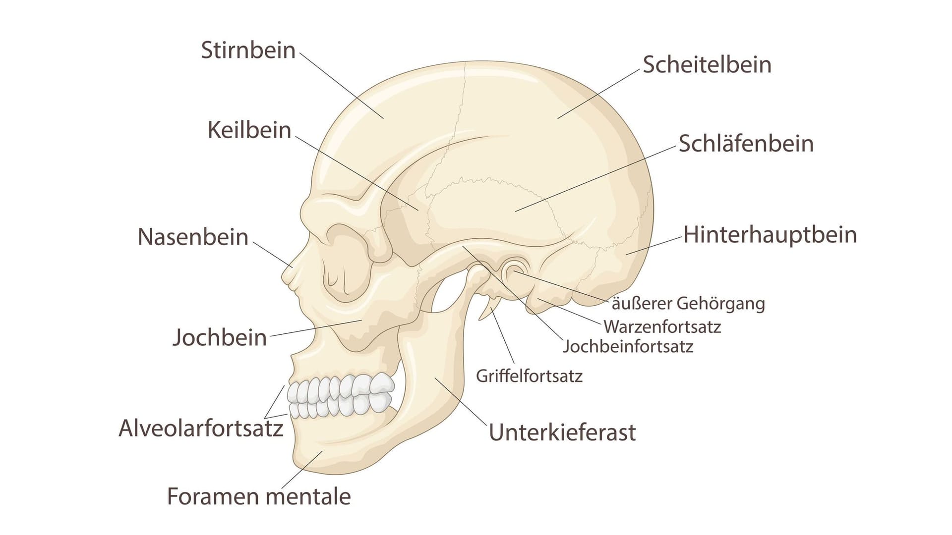 Anatomie Schädel: Ist der Griffelfortsatz überlang, kann er Schmerzen bereiten.