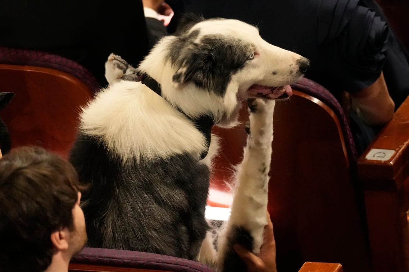 Tierischer Zuschauer: Messi im Publikum bei den Oscars.