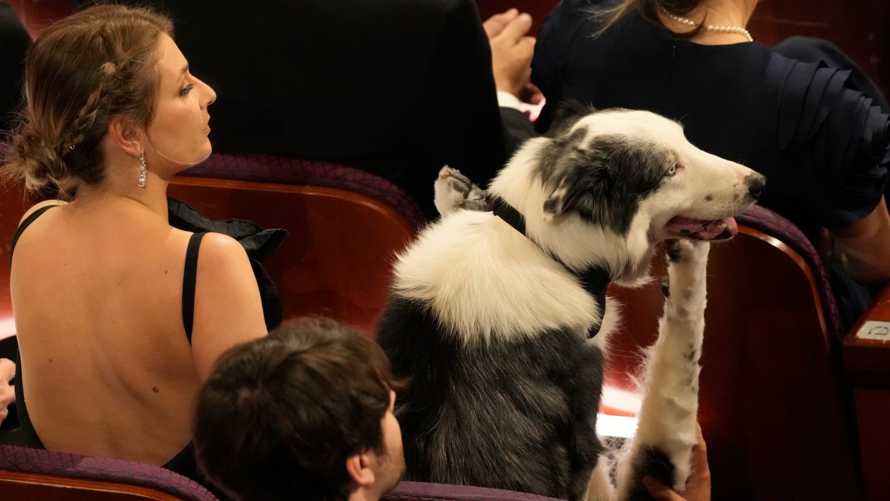 Oscars 2024: Weswegen ein Hund mitten im Publikum saß 