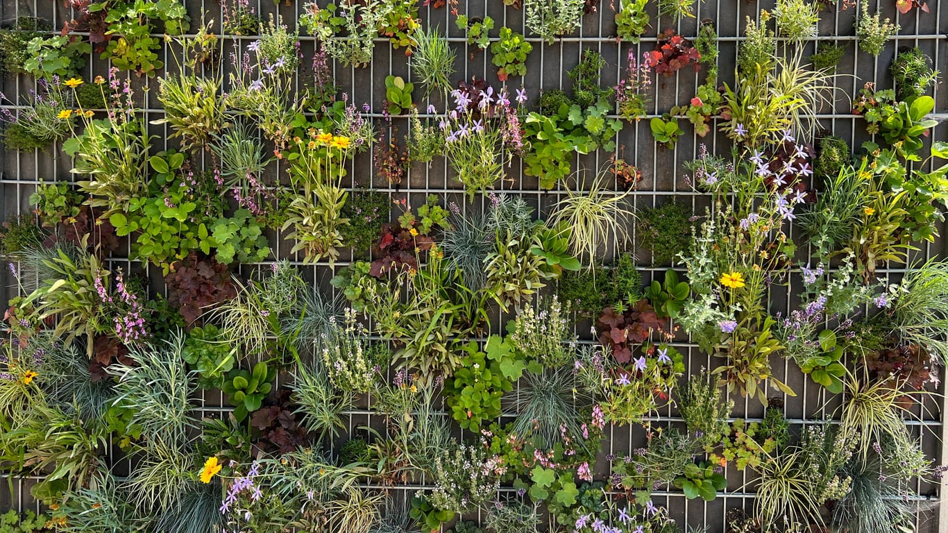 Bepflanzte Sichtschutzwand: Wer keine Hecke oder keinen Strauch möchte, kann auch den Gartenzaun bepflanzen.
