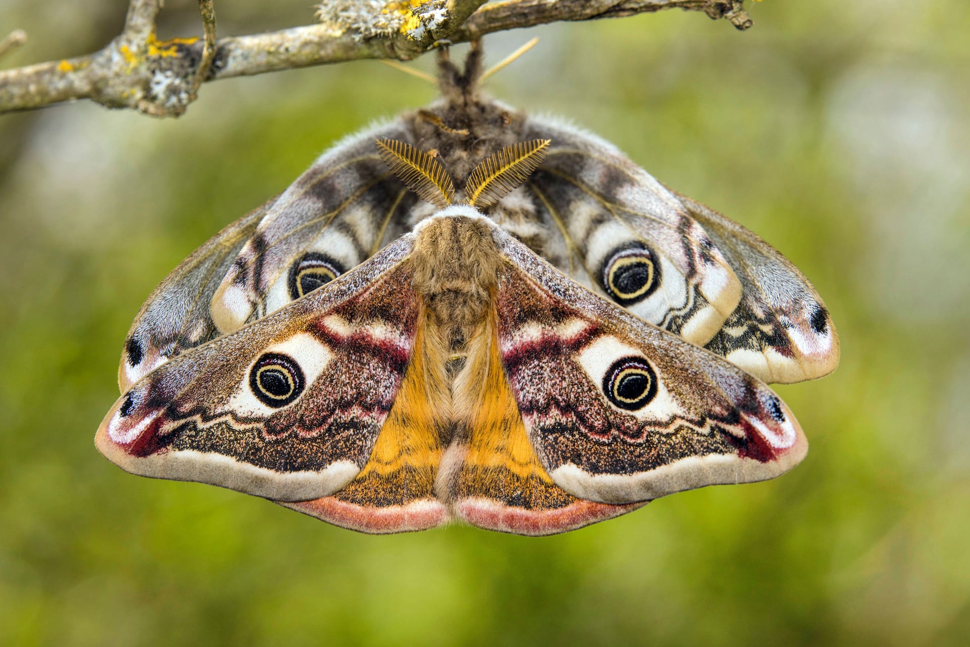 imago images 0413187030