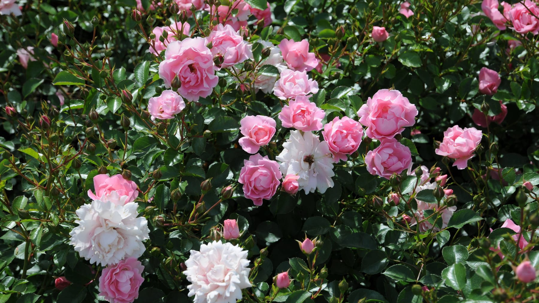 Bodendeckerrosen niedrige Sorten zur Beetabdeckung