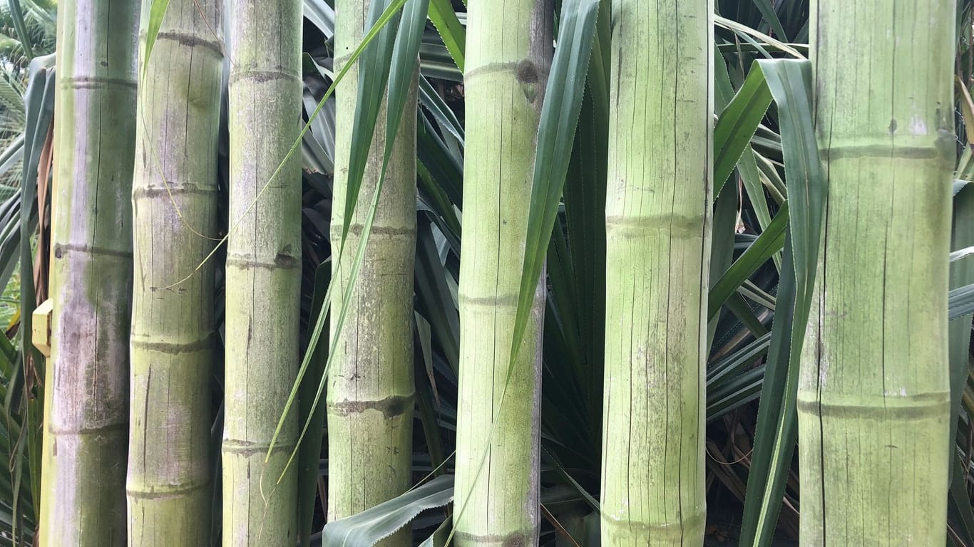 Bambus als Sichtschutz: Denken Sie an die Wurzelsperre. Andernfalls breitet sich der Bambus in Ihrem Garten aus.