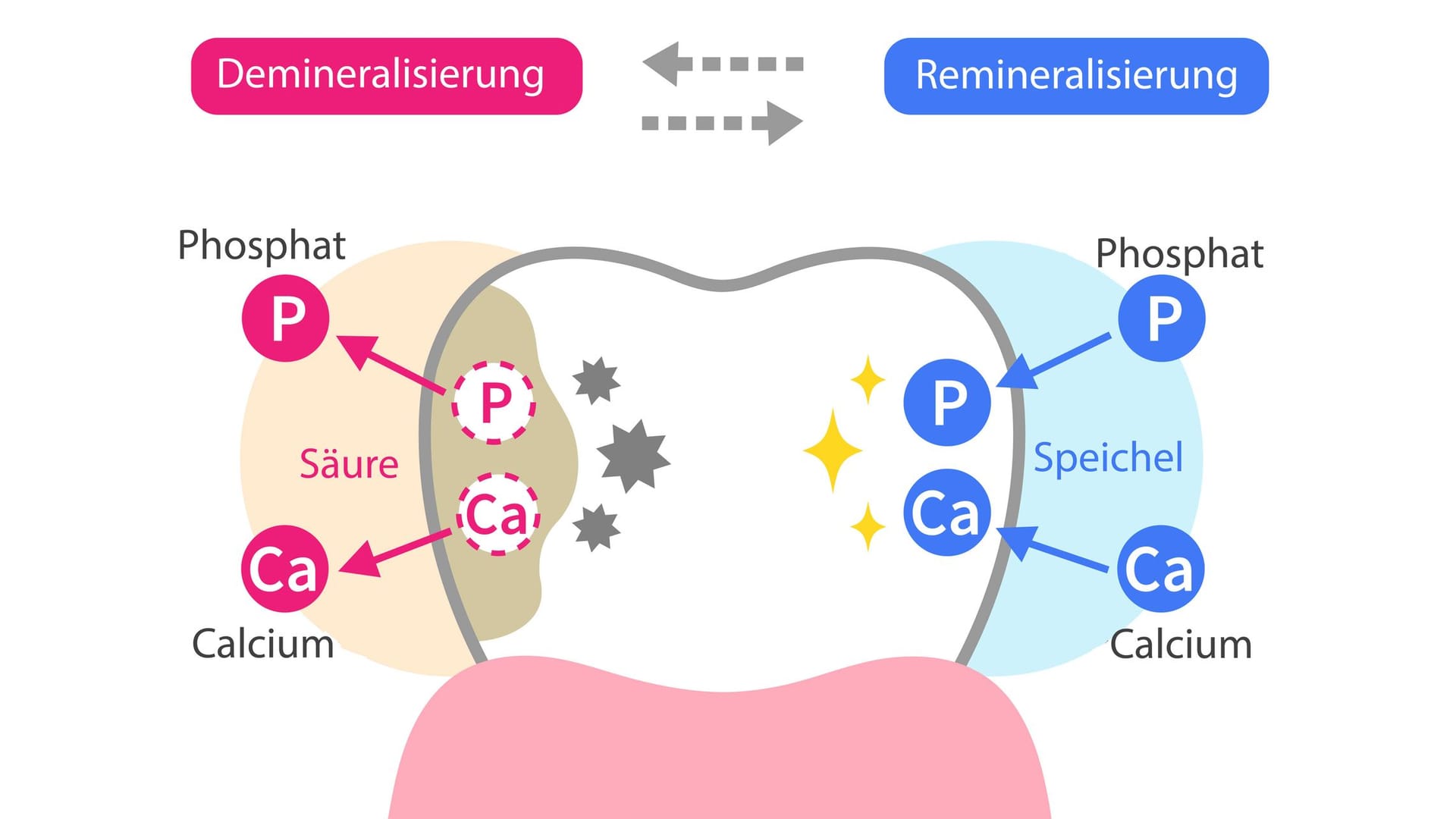 Grafik Demineralisierung und Remineralisierung: Der Prozess der Demineralisierung und Remineralisierung läuft mehrfach täglich ab.