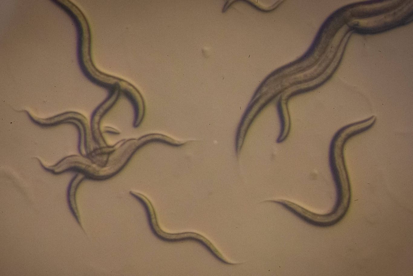 Fadenwürmer unter dem Mikroskop: Wissenschaftler entdeckten Erstaunliches.