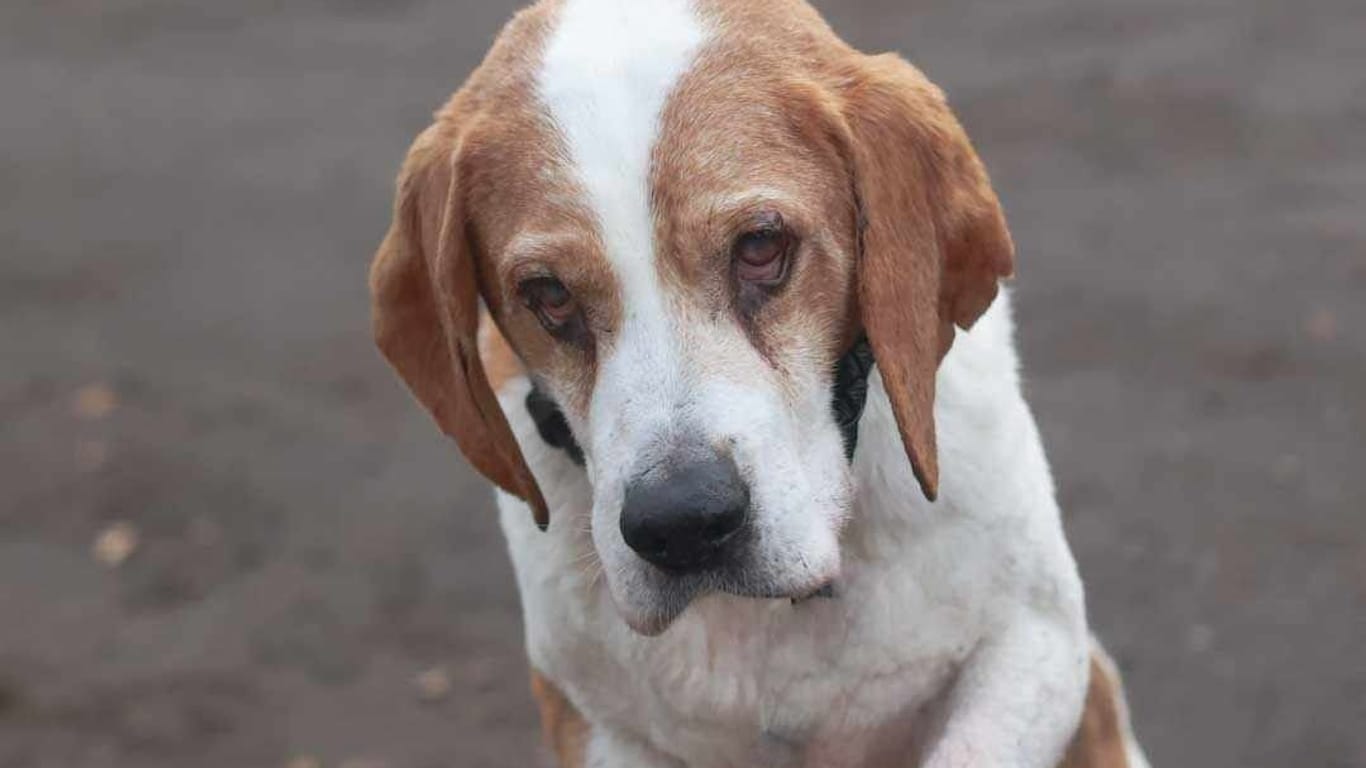 Beagle Basset schaut in die Kamera: Der Hunde-Opa lebte im Tierversuchslabor.