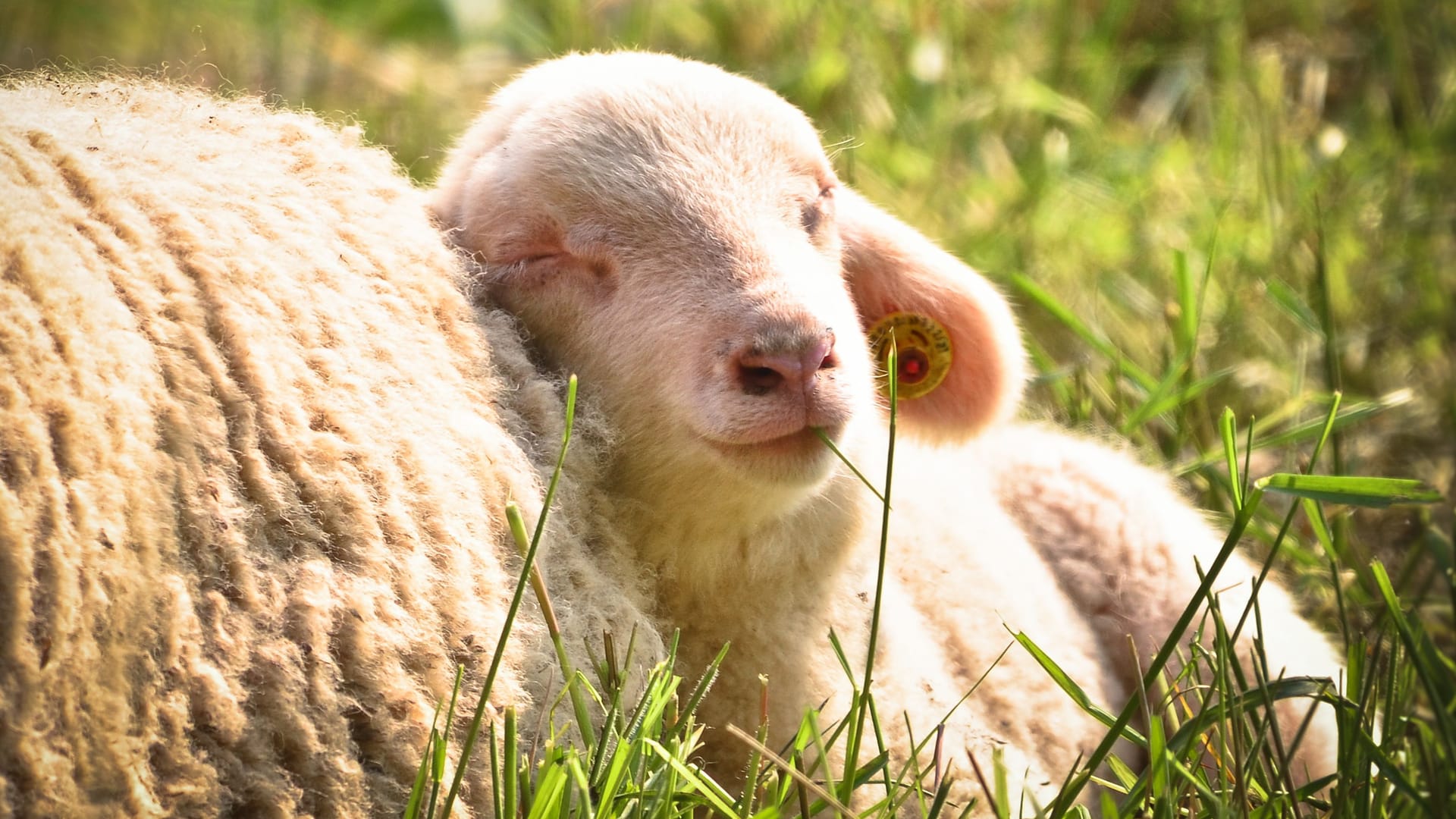 Osterlämmchen: Symboltier, Wirtschaftsfaktor und Osterbrauch