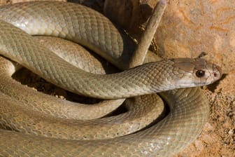 Östliche Braunschlange (Symbolbild): Trotz der Vielzahl der giftigen Schlangen, die es in Australien gibt, kommt es nur sehr selten zu tödlichen Unfällen mit den Tieren.