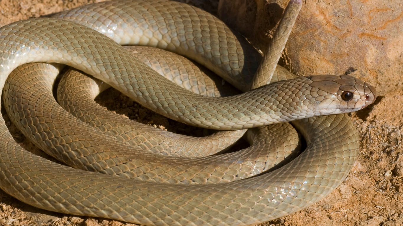 Östliche Braunschlange (Symbolbild): Trotz der Vielzahl der giftigen Schlangen, die es in Australien gibt, kommt es nur sehr selten zu tödlichen Unfällen mit den Tieren.