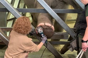 Eine Tierpflegerin greift zur Flex: Elefantenkuh "Marlar" kriegt die Füße poliert.