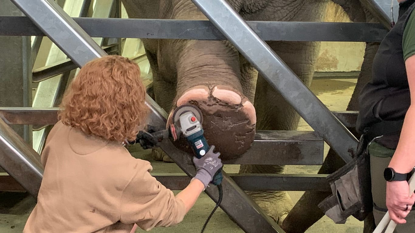 Eine Tierpflegerin greift zur Flex: Elefantenkuh "Marlar" kriegt die Füße poliert.
