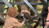 Köln I Elefanten-Pediküre: Flex statt Feile im Kölner Zoo