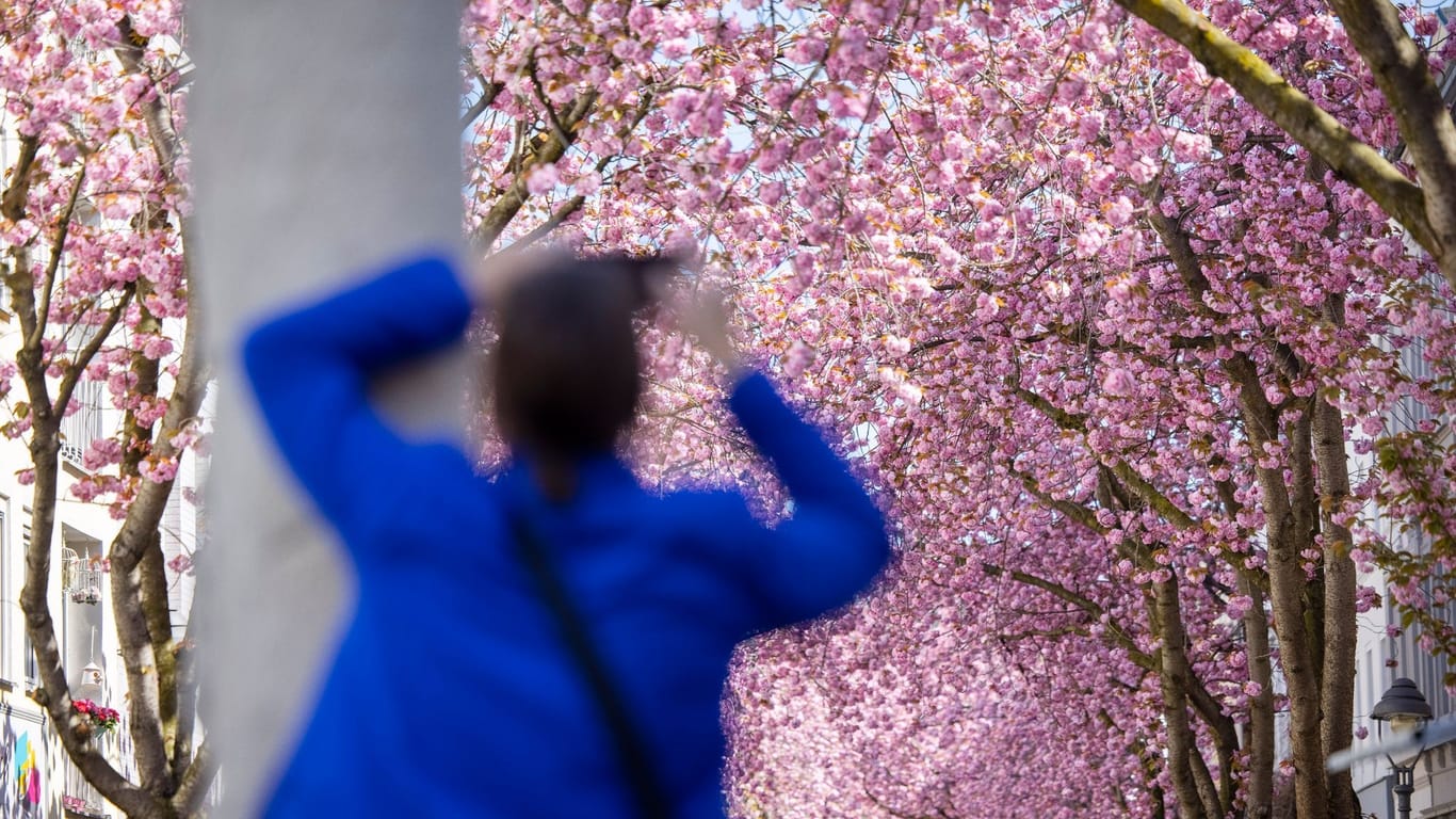 Kirschblüten in der Bonner Innenstadt