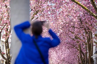 Kirschblüten in der Bonner Innenstadt