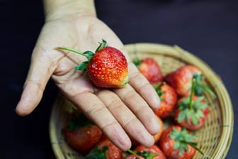 Erdbeeren werden angeboten (Symbolbild): Ein Junge ist in den USA wohl durch eine allergische Reaktion auf Erdbeeren gestorben.