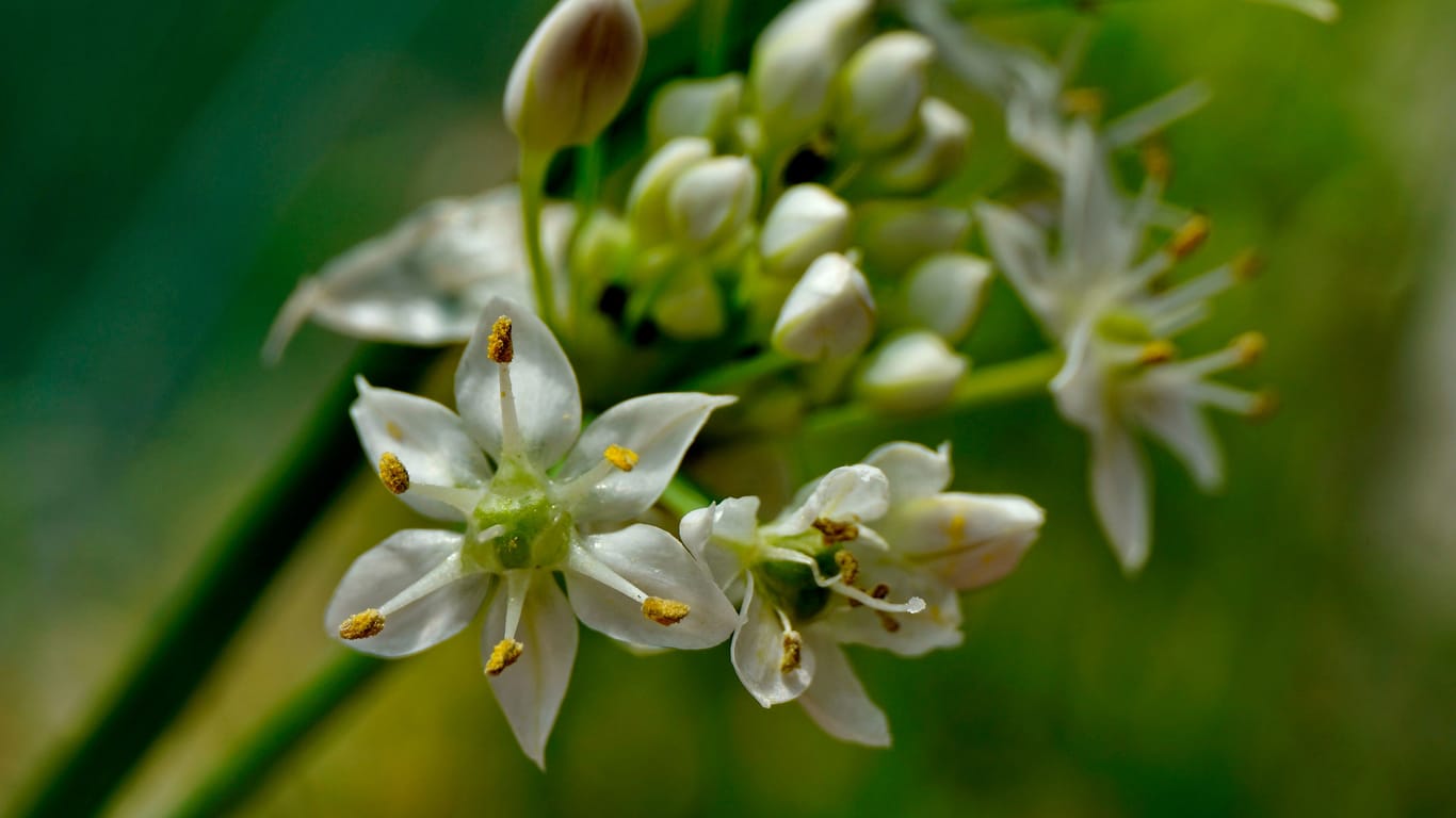 White flowers "Allium ramosum". Macro. Green blurred background.