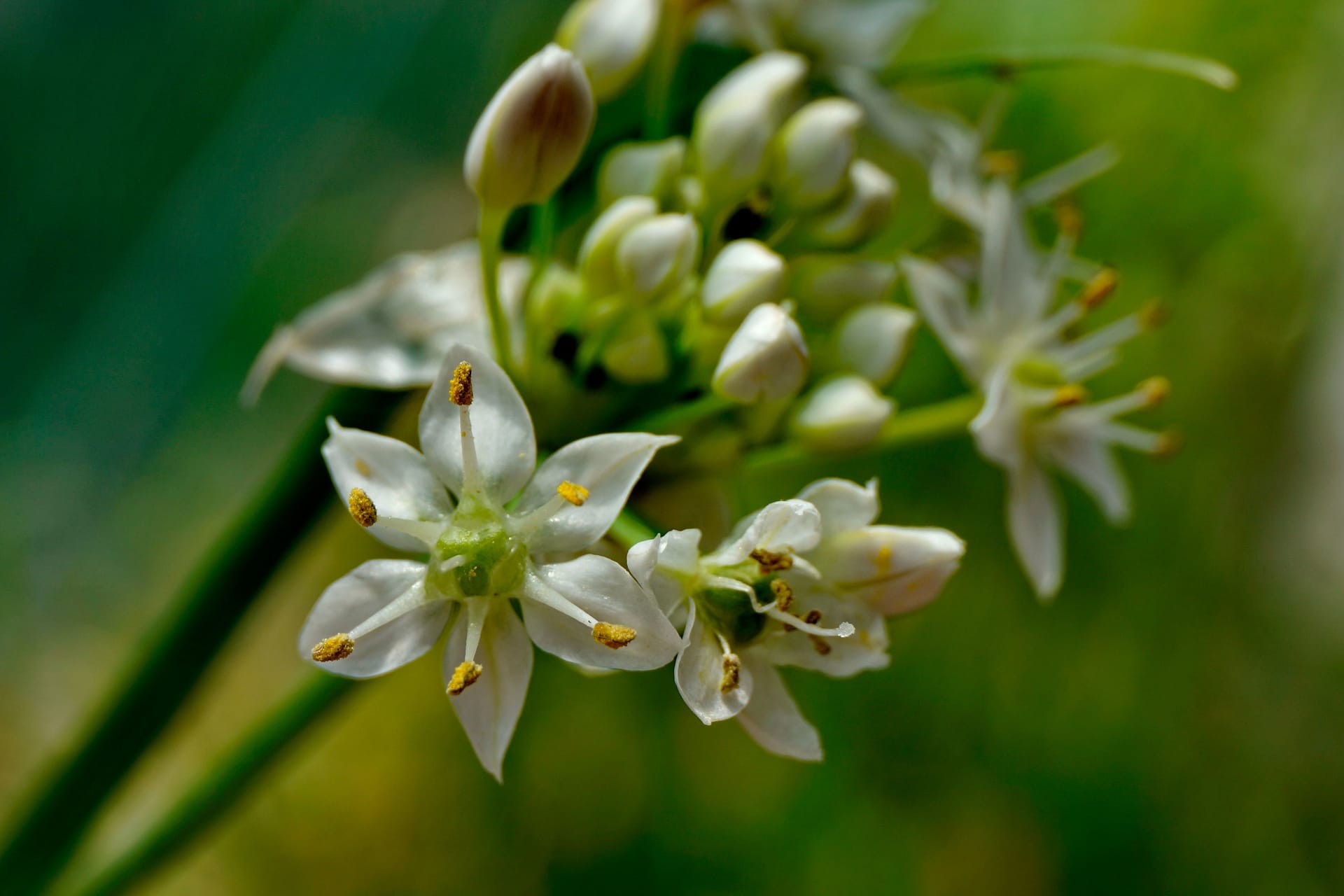 White flowers "Allium ramosum". Macro. Green blurred background.