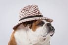 Wenn "Hund mit Hut" ein Warnsignal für Bitcoin ist