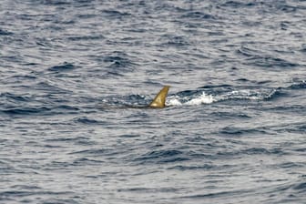 Scalloped Hammerhead Shark, Skulprandhamerkophaai, Sphyrna lewini