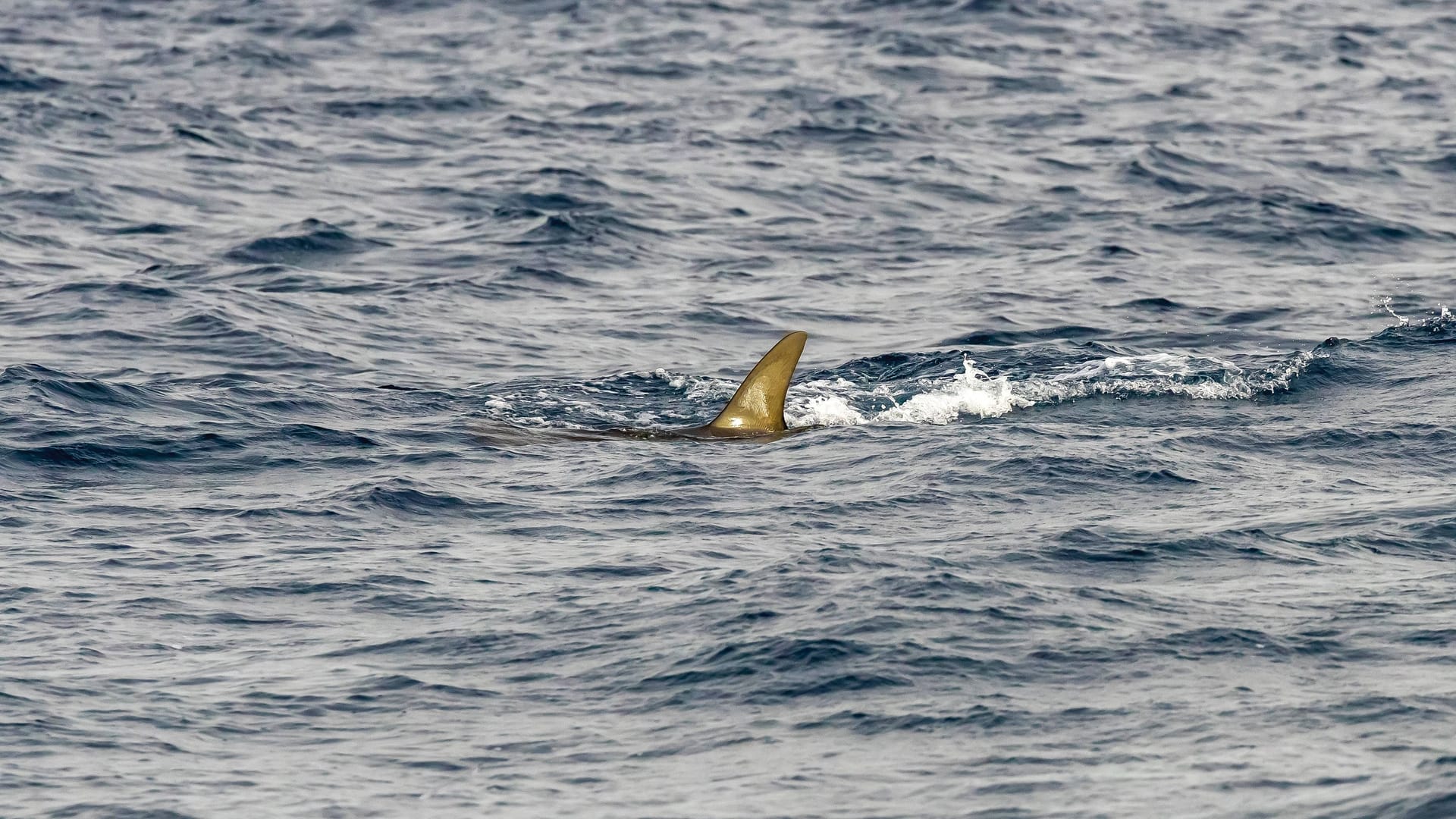 Scalloped Hammerhead Shark, Skulprandhamerkophaai, Sphyrna lewini