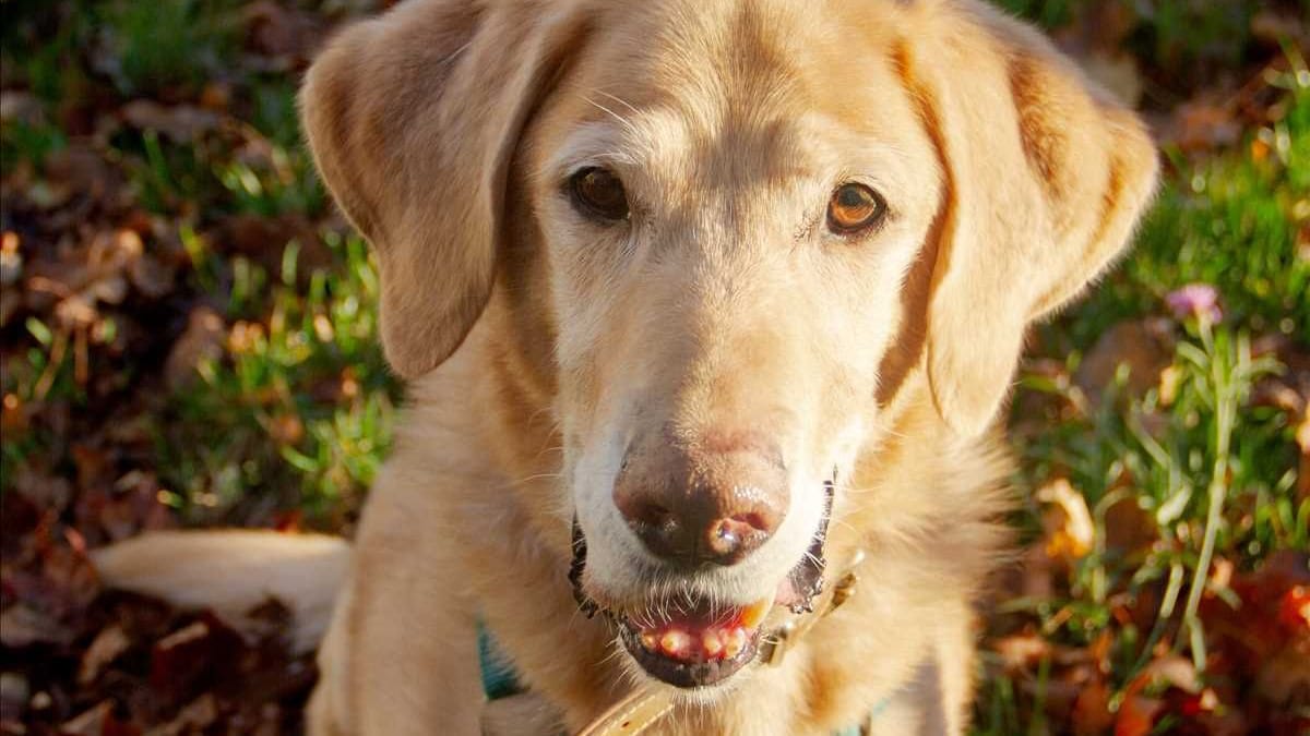 Golden-Retriever-Mix Timmy im Münchner Tierheim: Wer will ihn bei sich aufnehmen? Golden-Retriever-Mix Timmy im Münchner Tierheim: Wer will ihn bei sich aufnehmen?