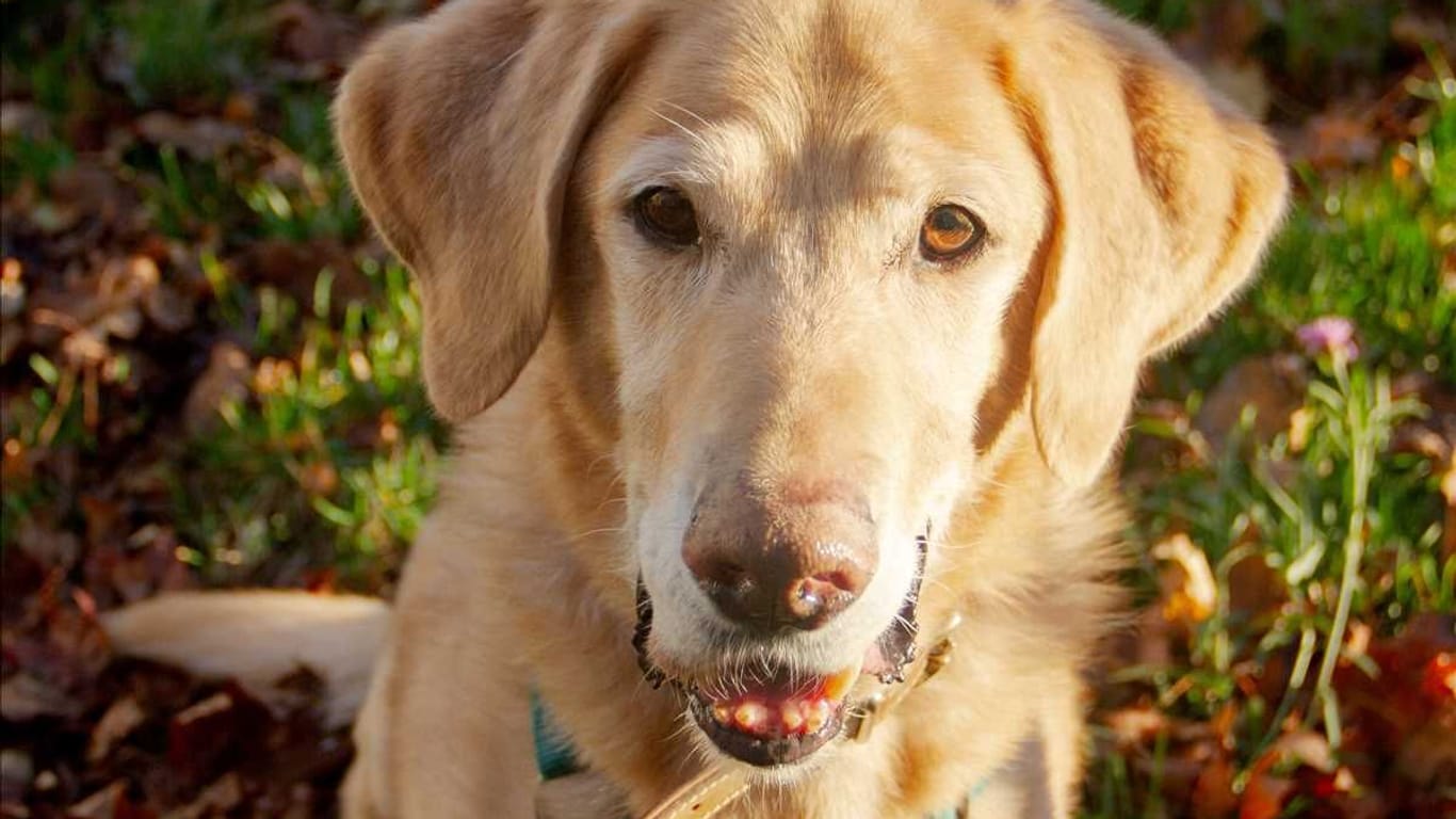 Golden-Retriever-Mix Timmy im Münchner Tierheim: Wer will ihn bei sich aufnehmen?