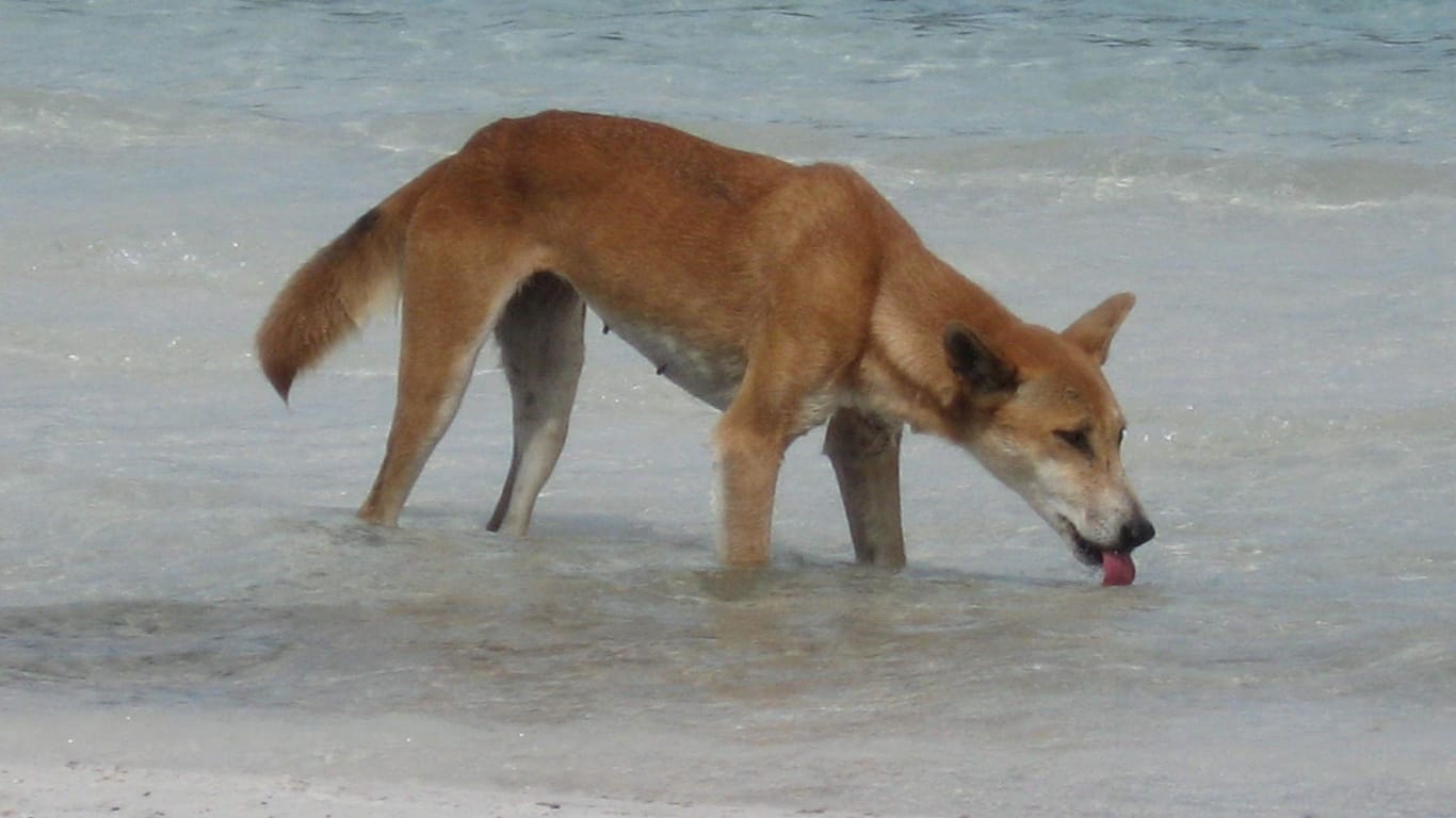 Neuer Dingo-Angriff in Australien