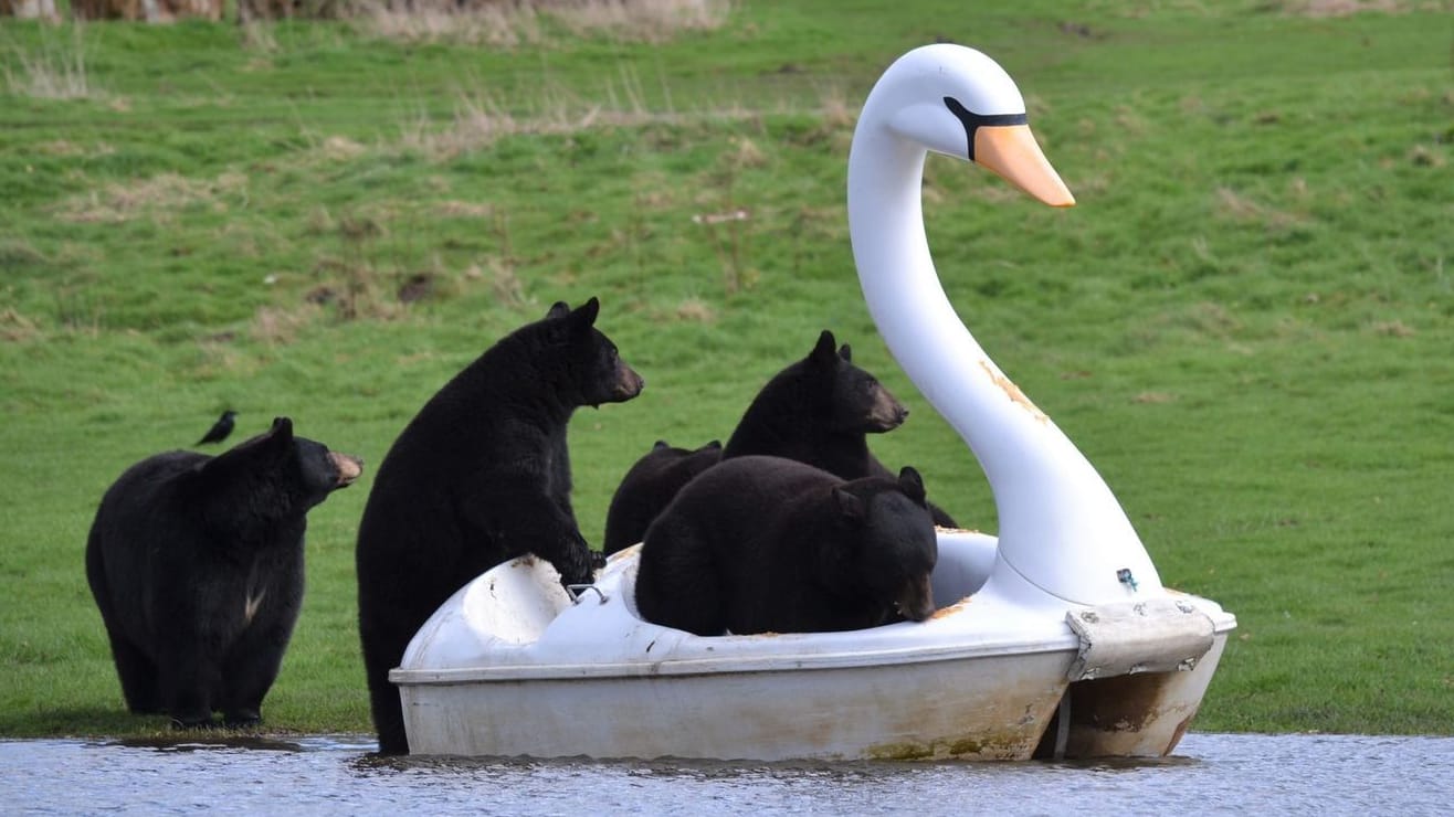 Junge Bären fahren Schwanenboot: In einm Safaripark in Großbritannien hatten Schwarzbären Spaß mit einem Boot.