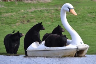 Junge Bären fahren Schwanenboot: In einm Safaripark in Großbritannien hatten Schwarzbären Spaß mit einem Boot.