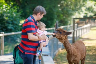Adorable cute toddler girl and young father feeding lama and alpaca on a kids farm. Beautiful baby child petting animals in petting zoo. man and daughter together on family weekend vacations.