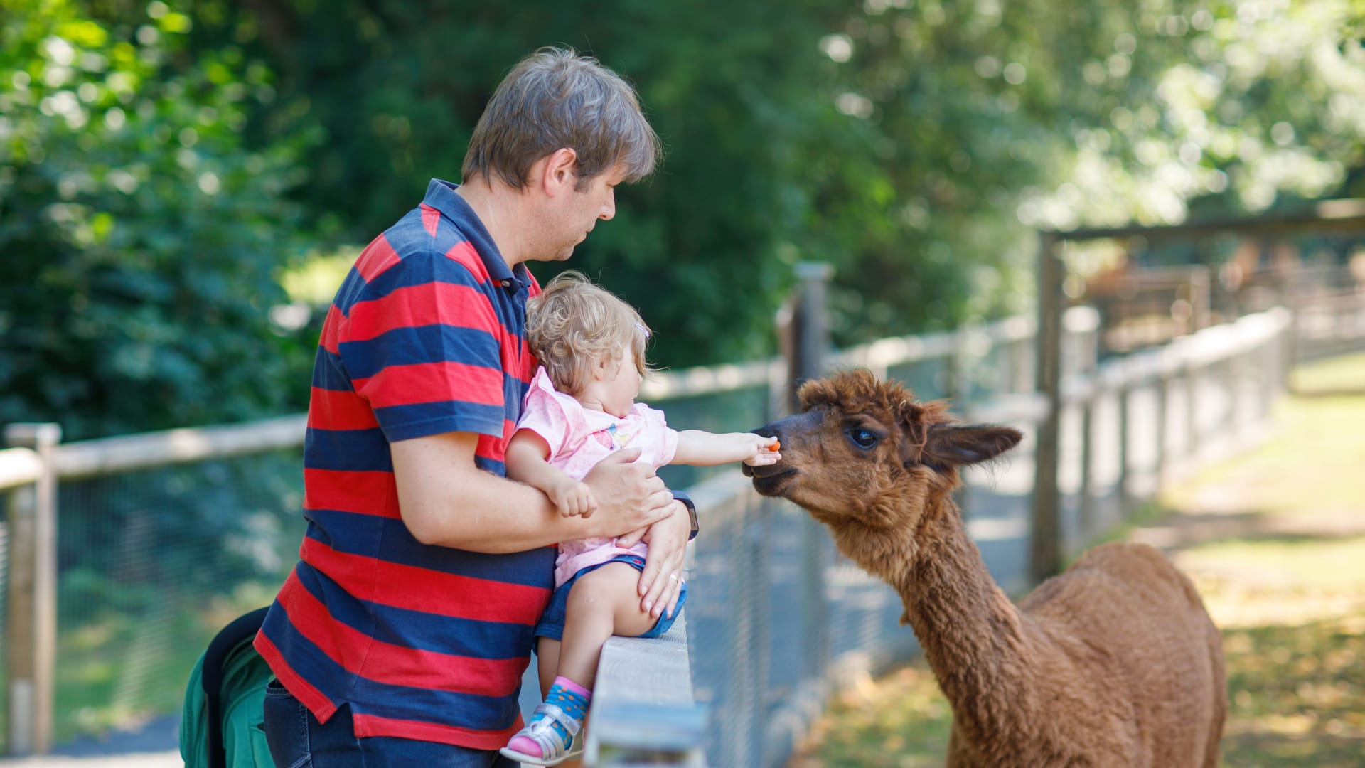 Adorable cute toddler girl and young father feeding lama and alpaca on a kids farm. Beautiful baby child petting animals in petting zoo. man and daughter together on family weekend vacations. Adorable cute toddler girl and young father feeding lama and alpaca on a kids farm. Beautiful baby child petting animals in petting zoo. man and daughter together on family weekend vacations.