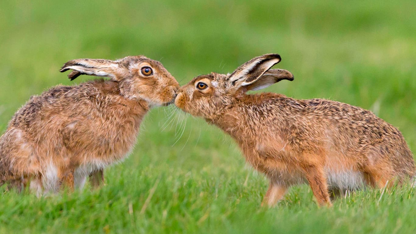 Feldhasen-Romantik: Der Hase ist ein Fruchtbarkeitssymbol.