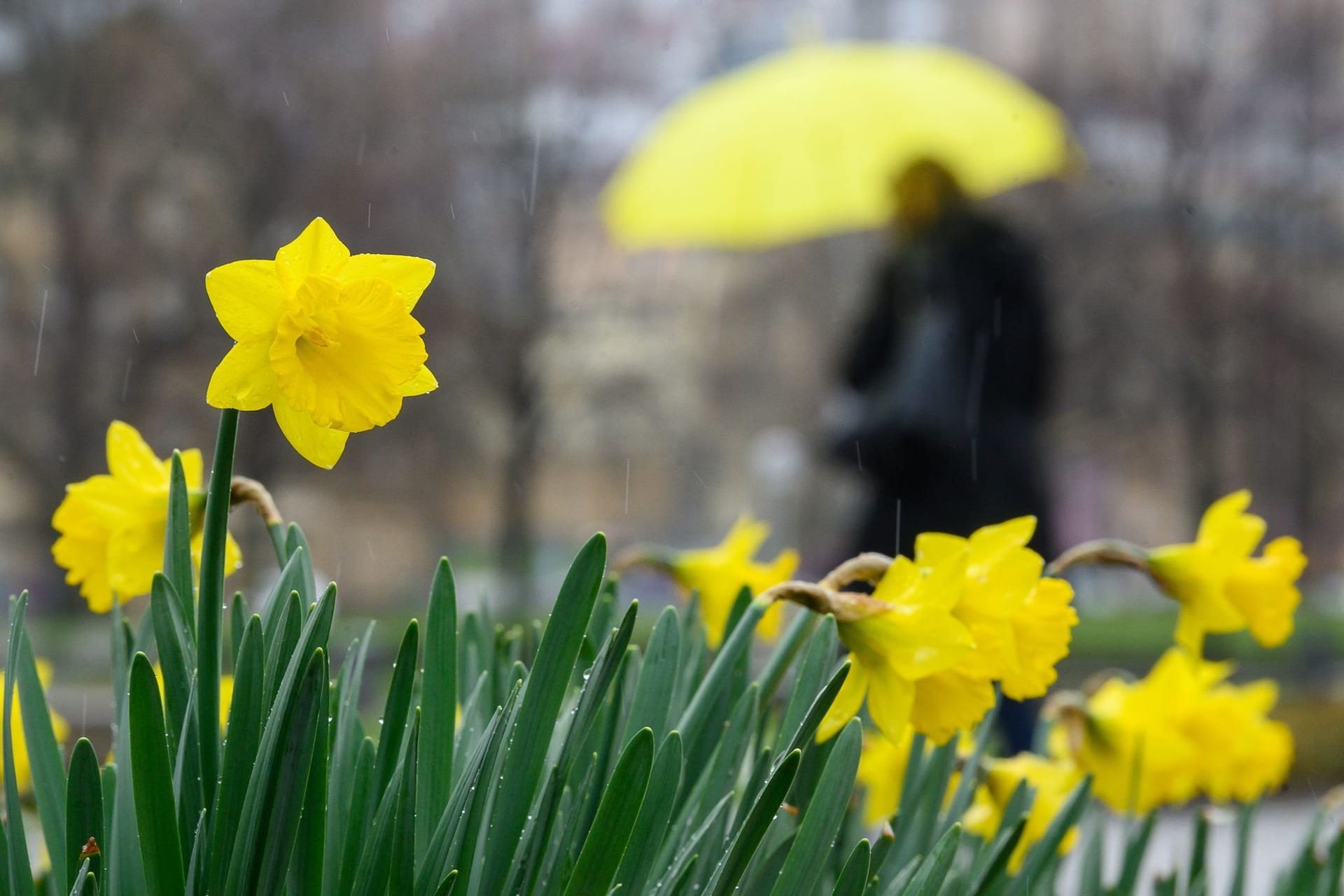 Narzissen im Regen