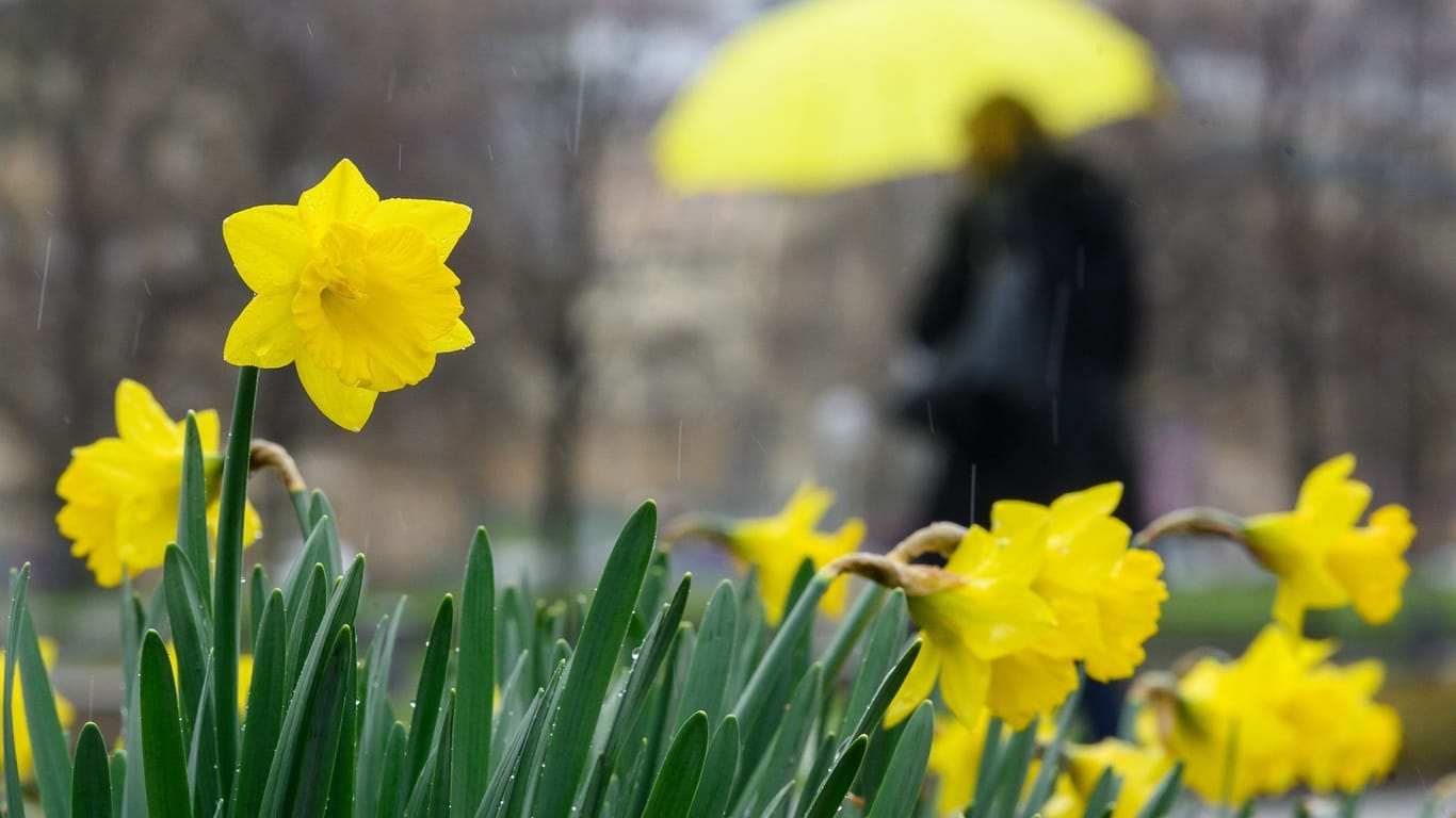 Narzissen im Regen