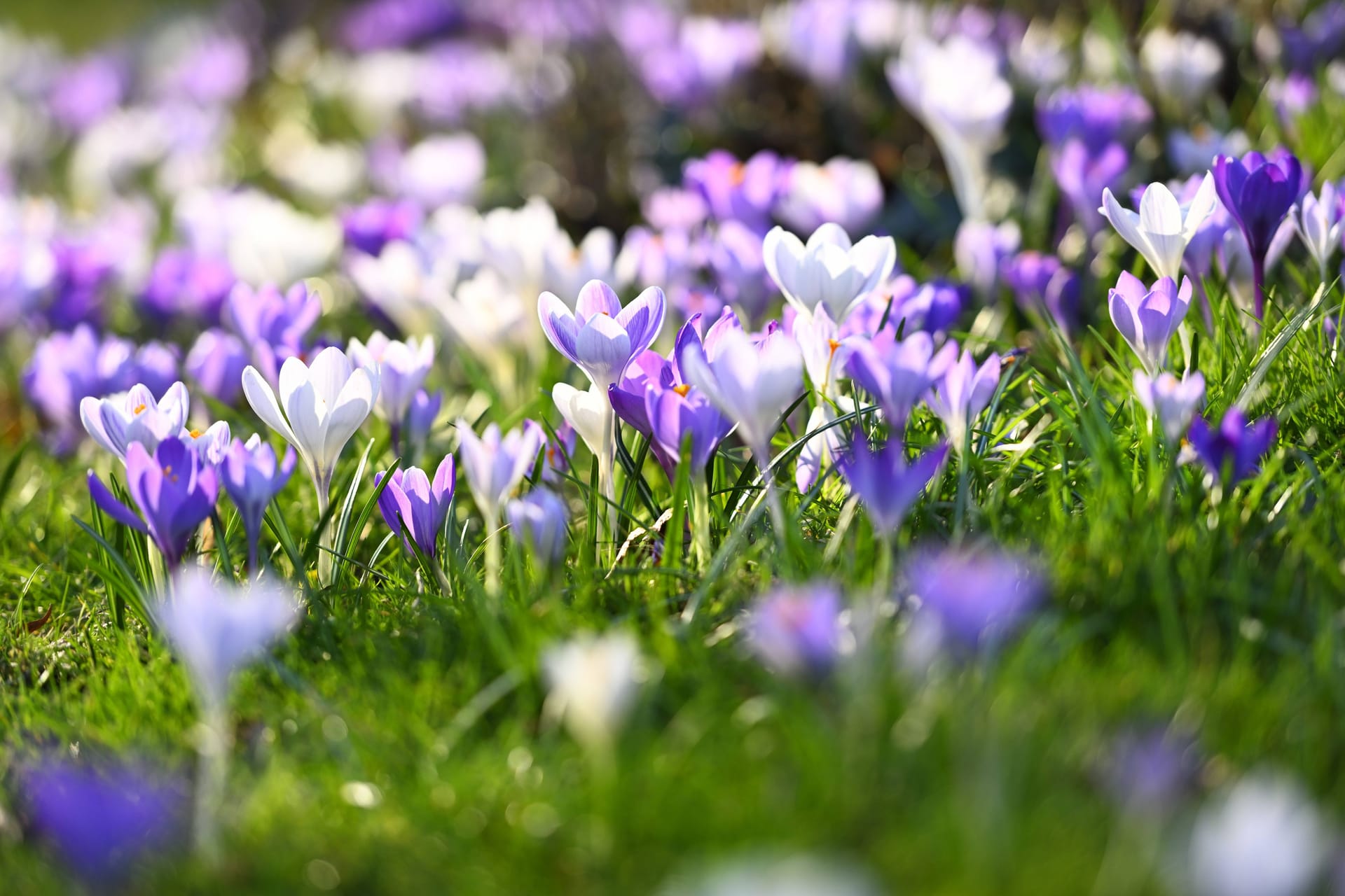 Blühende Krokusse: Die Temperaturen steigen an.