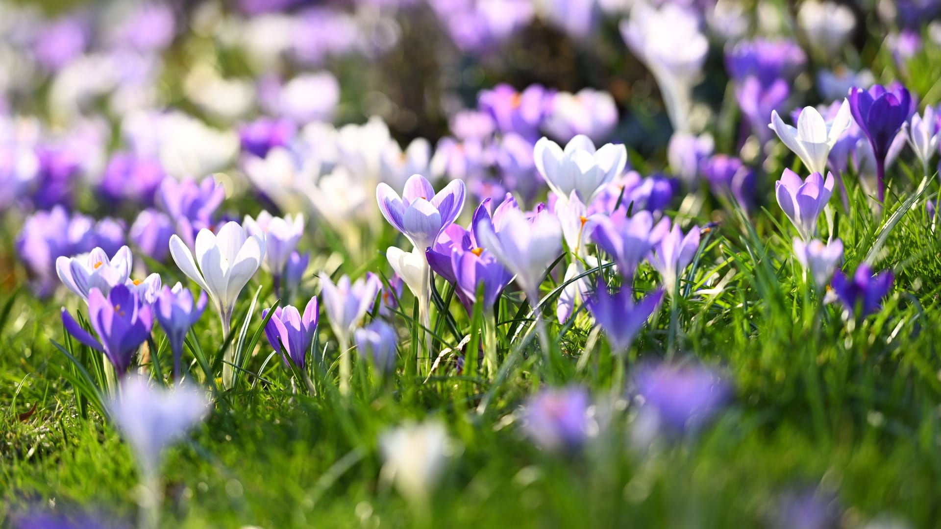 Blühende Krokusse: Die Temperaturen steigen an.