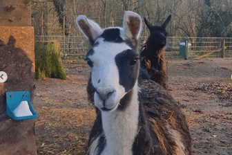 Frankfurter Zoo stellt seine Lamas vor