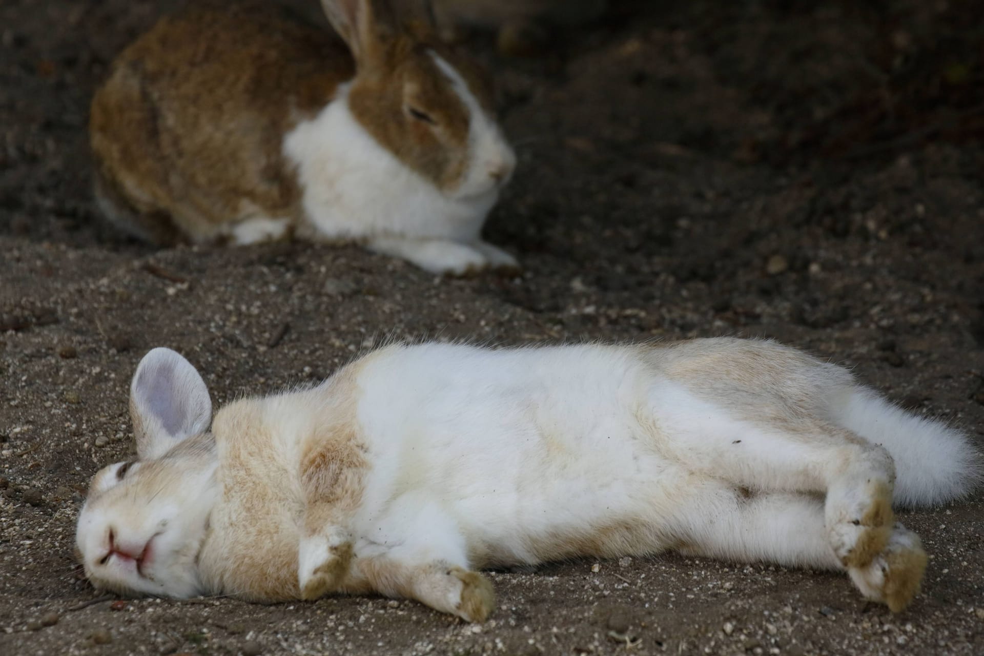 Hase liegt am Boden (Symbolbild): Eine Frau hat einen Hasen gestohlen und unter Drogen gesetzt.