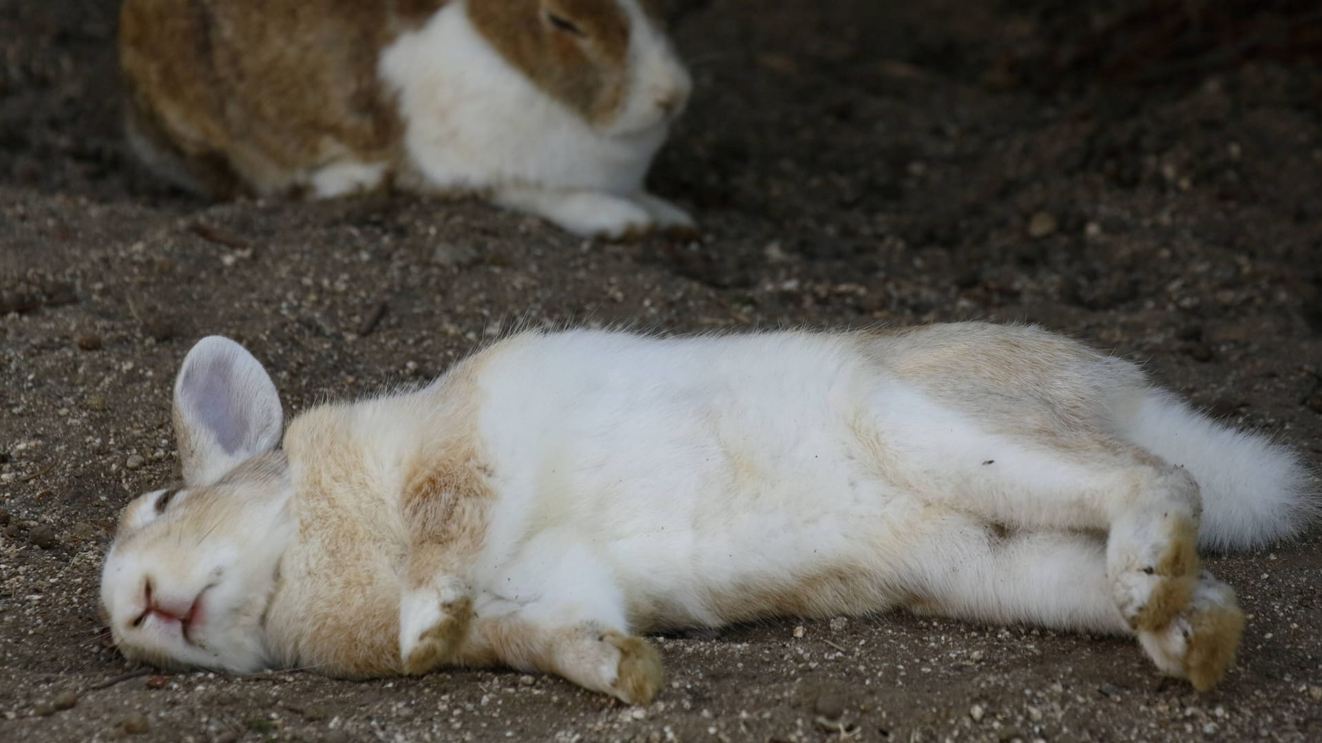 Hase liegt am Boden (Symbolbild): Eine Frau hat einen Hasen gestohlen und unter Drogen gesetzt.