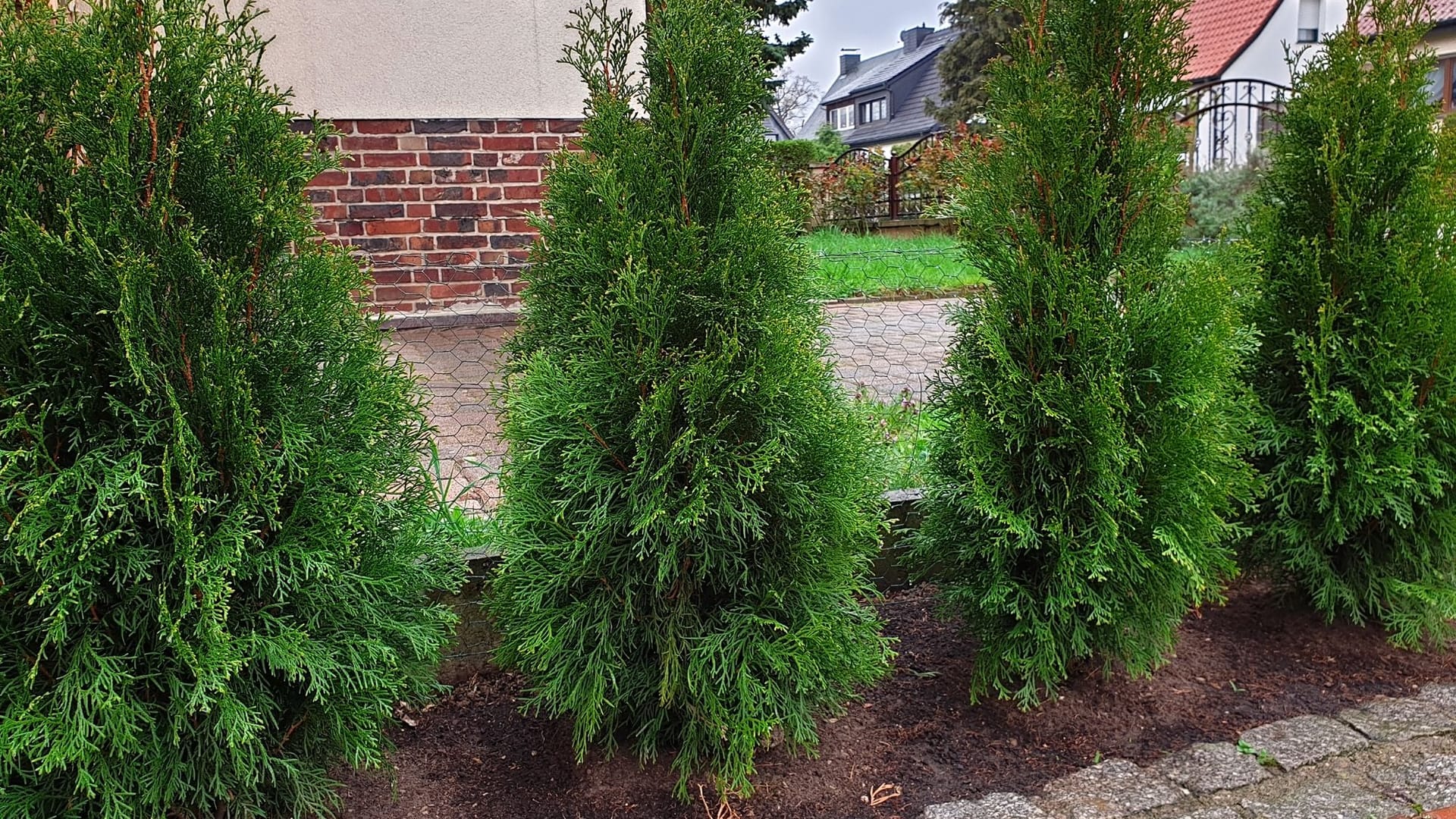 Lebensbaum: Die Thuja-Bäumchen sind ein beliebter Sichtschutz.