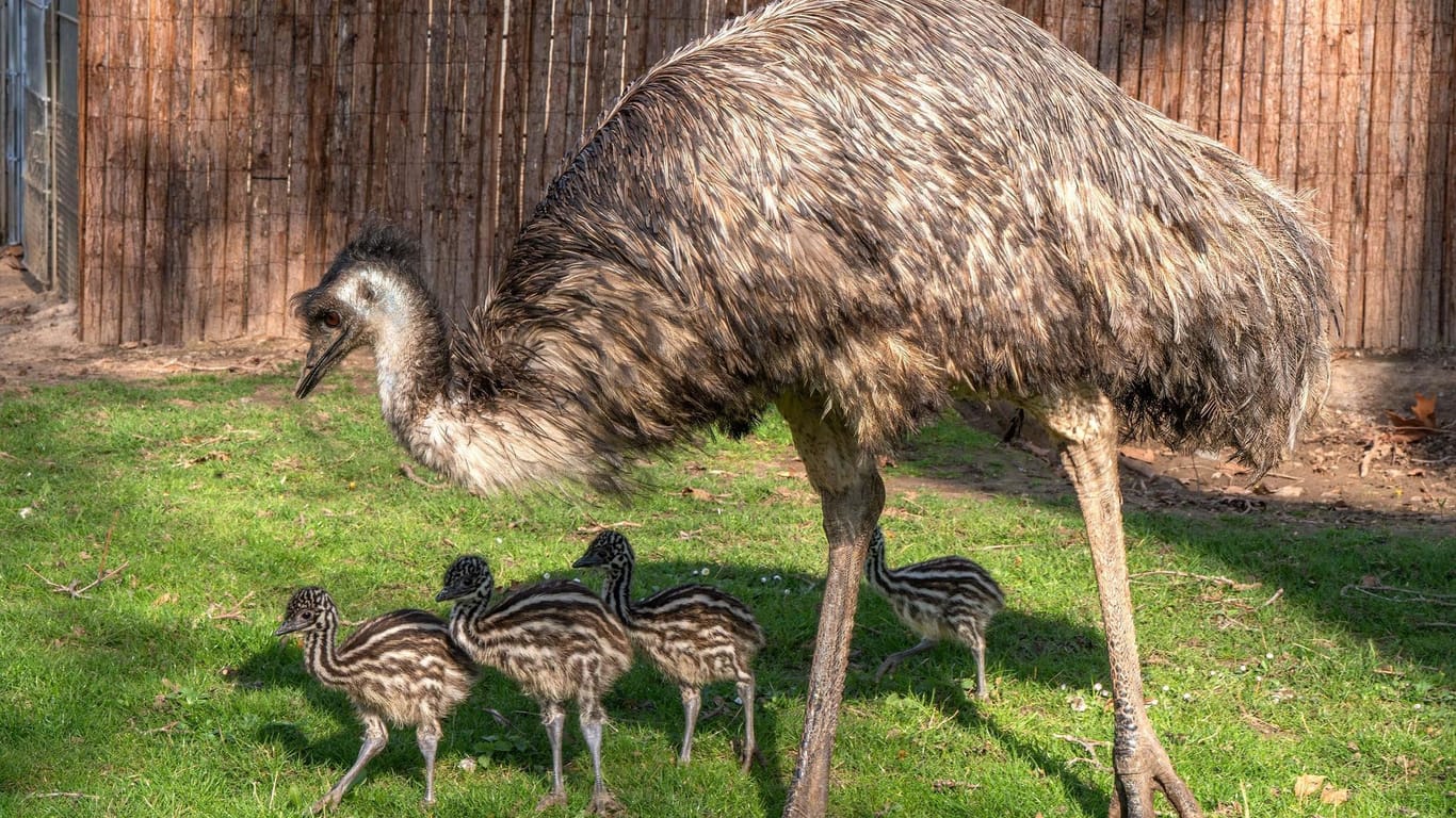 Nachwuchs bei den Emus in der Wilhelma