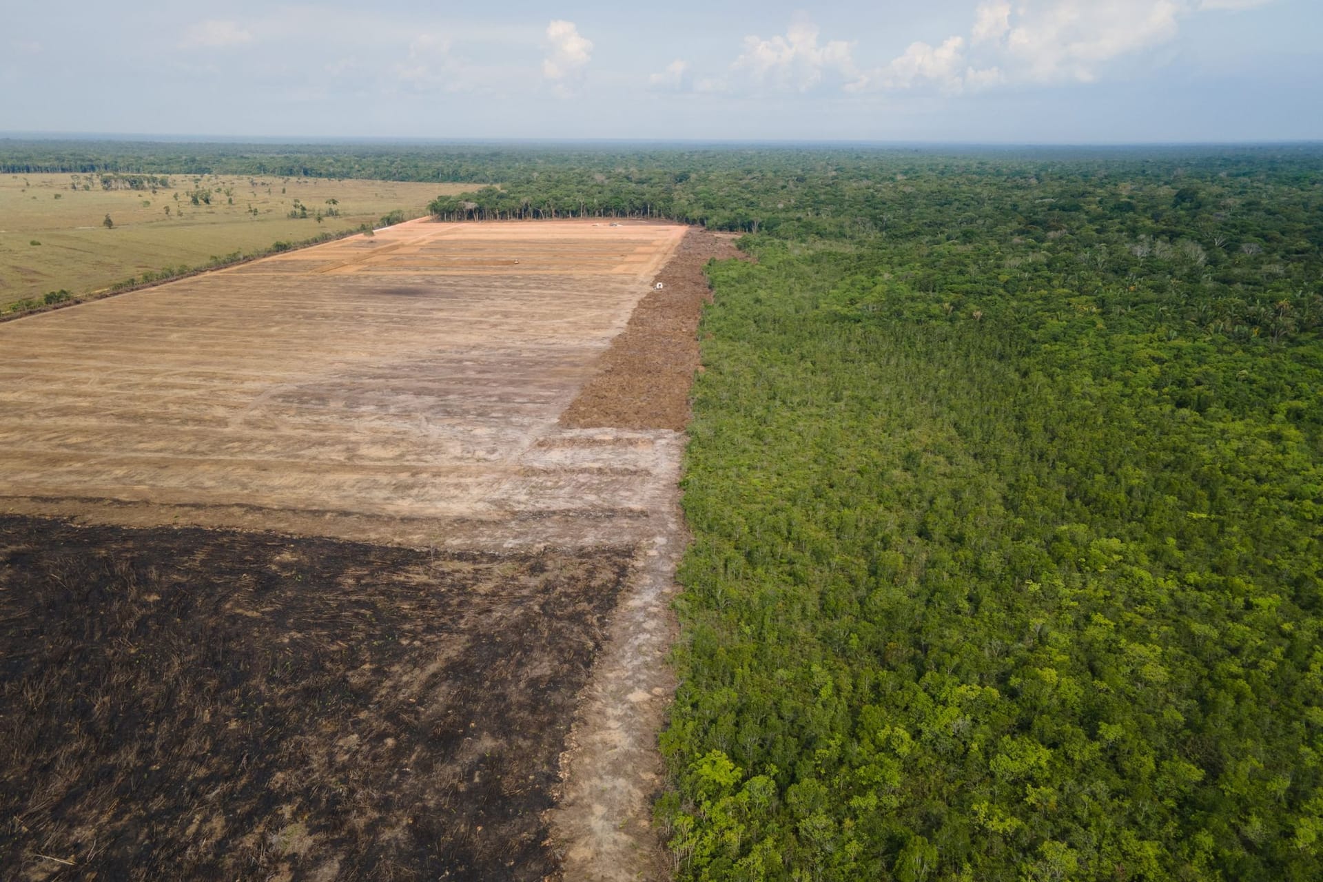 Amazonas-Rodung