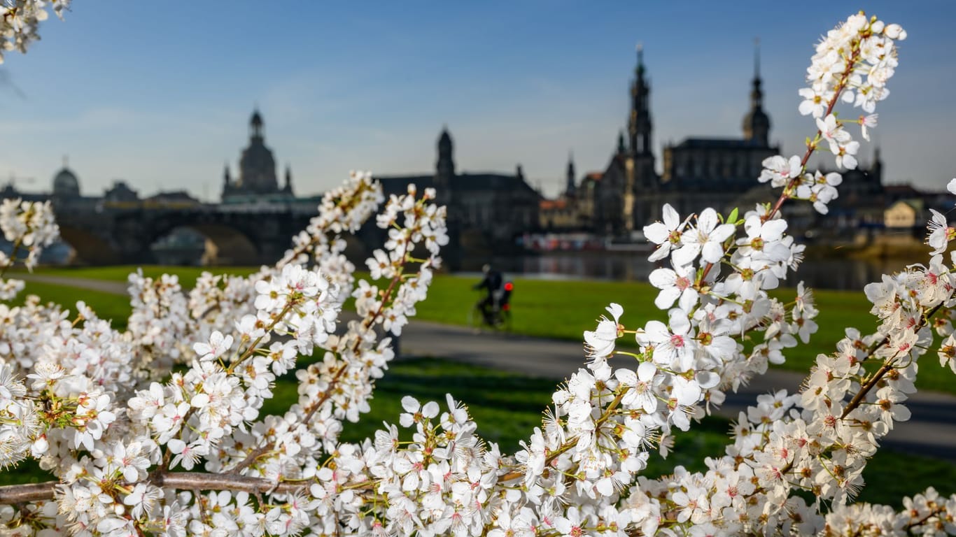 Blüten eines Zierkirschenbaumes blühen am Elbufer gegenüber der Altstadt mit der Kuppel der Kunstakademie mit dem Engel «Fama» (l-r), der Frauenkirche, dem Ständehaus, der Hofkirche und dem Hausmannsturm.