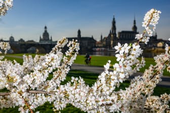 Blüten eines Zierkirschenbaumes blühen am Elbufer gegenüber der Altstadt mit der Kuppel der Kunstakademie mit dem Engel «Fama» (l-r), der Frauenkirche, dem Ständehaus, der Hofkirche und dem Hausmannsturm.