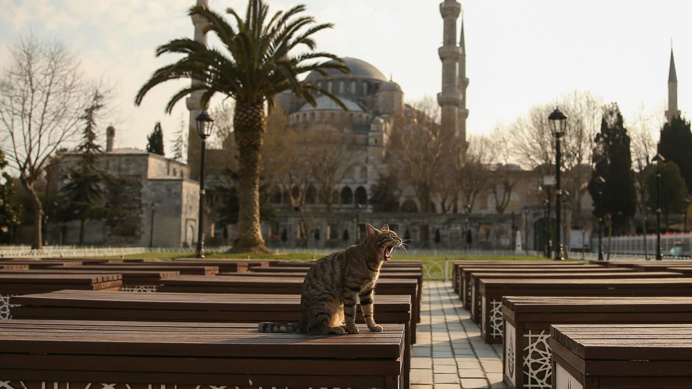 Eine Katze sitzt im menschenleeren Garten vor der Blauen Moschee (Archivbild): In der Türkei löste die Tötung einer Katze Empörung aus.