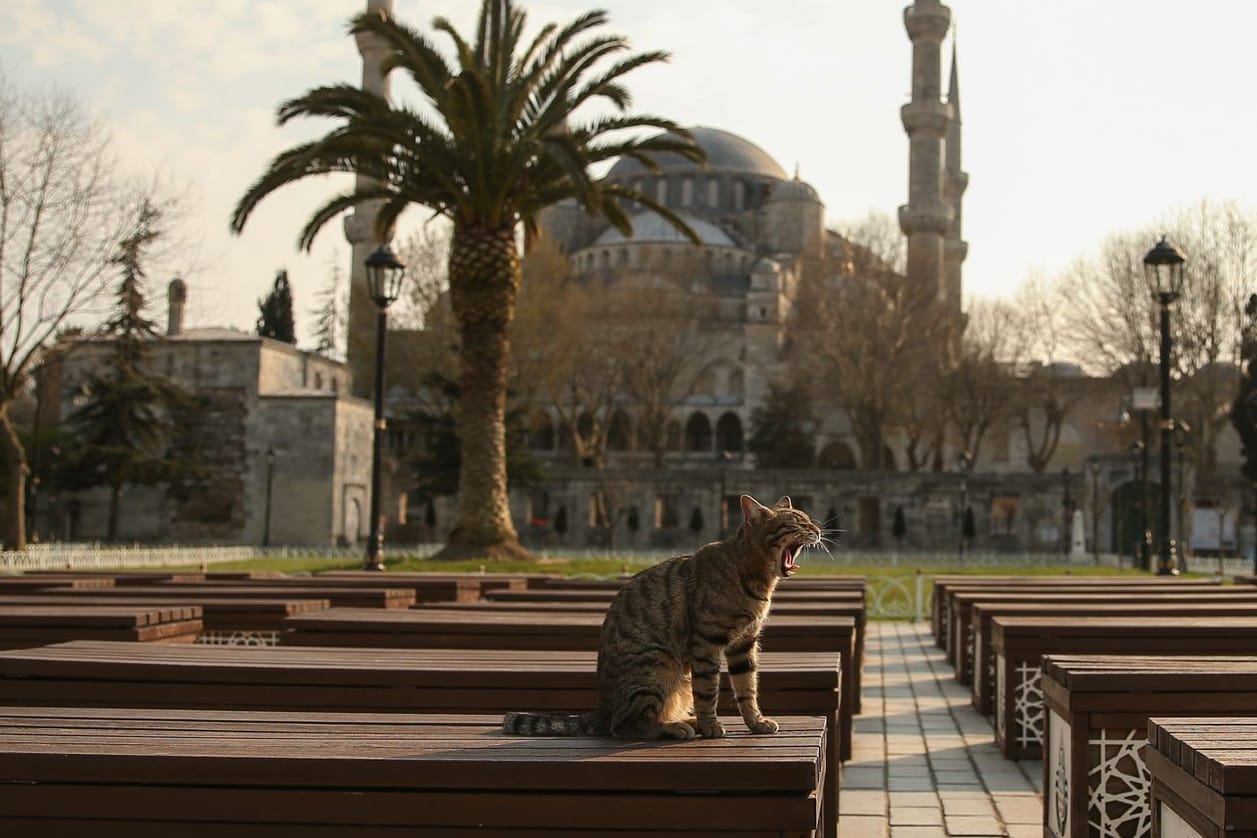 Eine Katze sitzt im menschenleeren Garten vor der Blauen Moschee (Archivbild): In der Türkei löste die Tötung einer Katze Empörung aus.