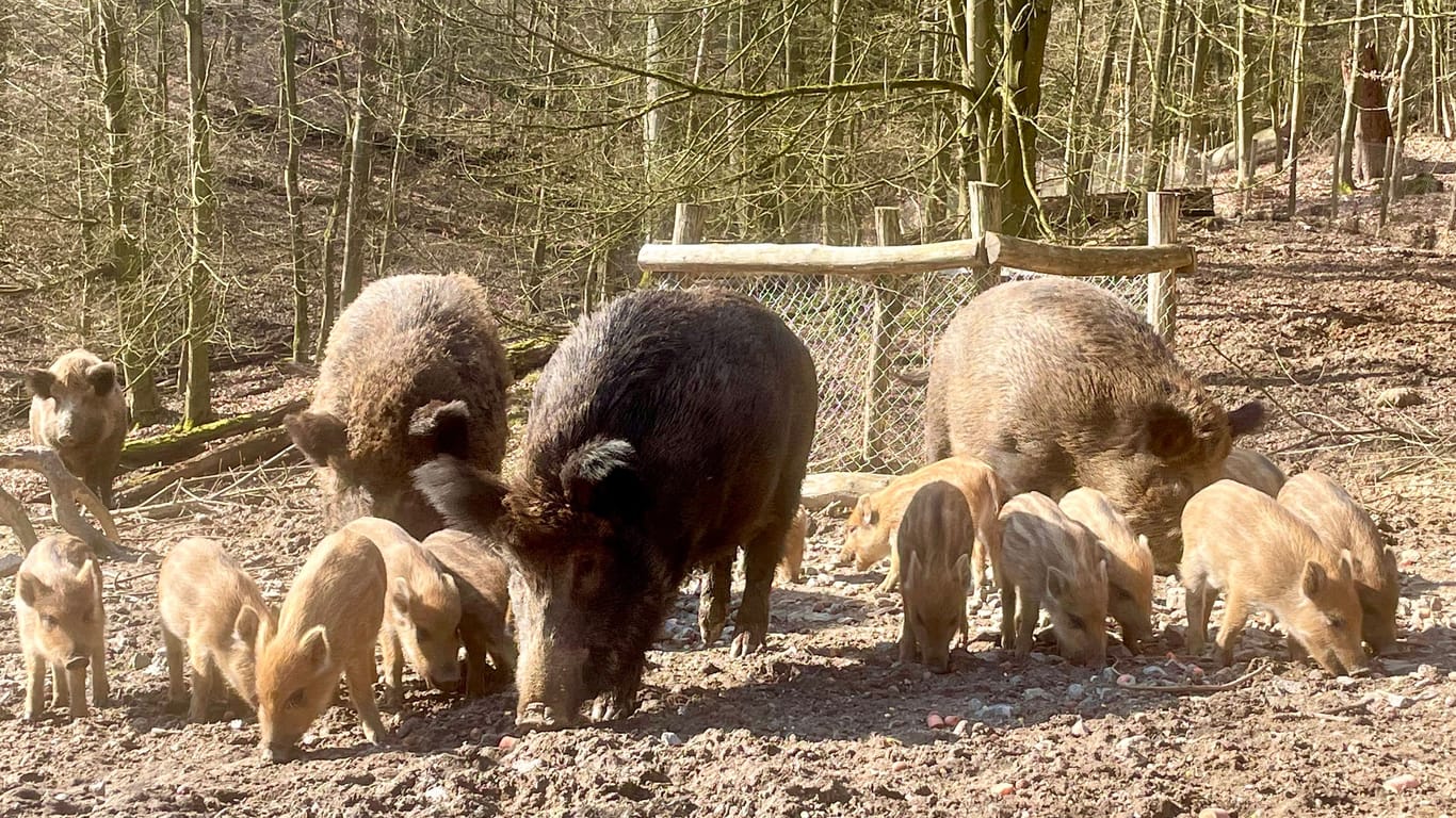 Im Wildpark sind die Frischlinge da: Die Besucher können rund 20 junge Wildschweine beobachten.