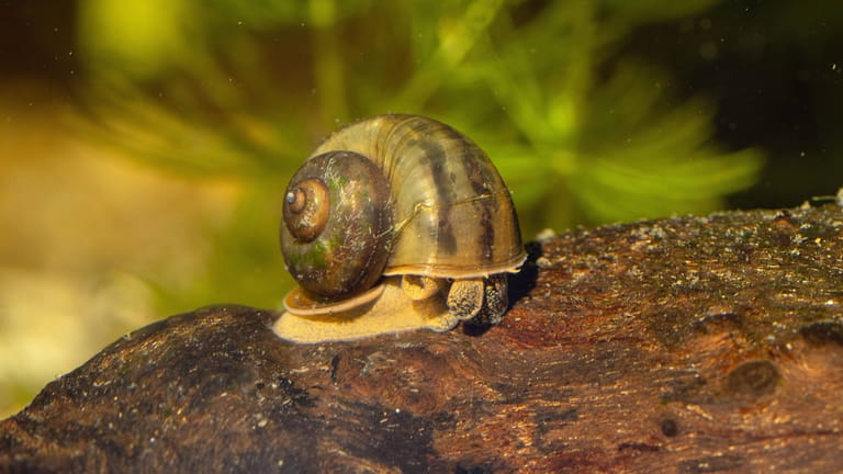 Pinke Eier im Garten? Eier der Apfelschnecken vernichten
